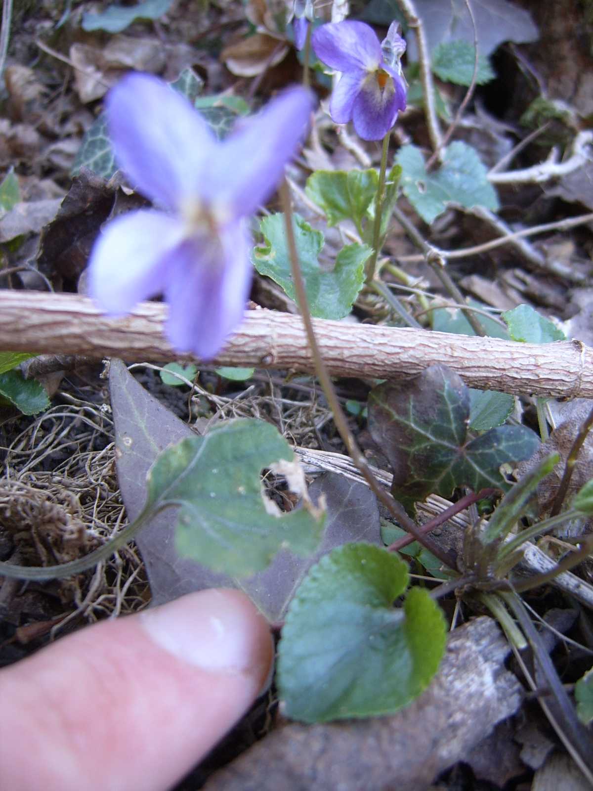 Ancora viole - Viola  cfr. alba